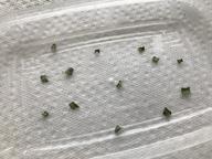 a dozen or so monarch eggs waiting to hatch in the butterfly nursery, 16 July 2022