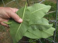 handful of milkweed leaves with what I think are monarch eggs, 16 July 2022