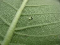 milkweed leaf with what I think is a monarch egg, 16 July 2022