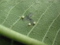 milkweed leaf with what I think are monarch eggs, 16 July 2022