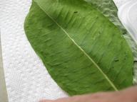 newly-hatched monarch caterpillars, 19 July 2022