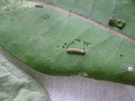 growing monarch caterpillars, 21 July 2022