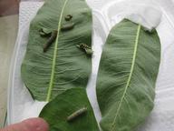growing monarch larvae, eating more and more milkweed, 26 July 2022