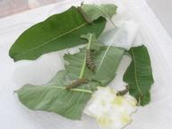 growing monarch larvae, eating more and more milkweed, 27 July 2022