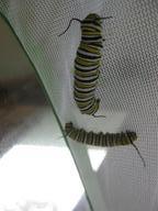 monarch caterpillars seeking good pupating sites, 28 July 2022