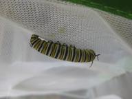 monarch caterpillar seeking a good pupating site, 28 July 2022