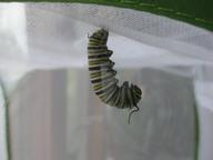 monarch caterpillar "J-hanging", 28 July 2022