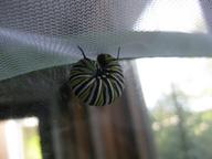 monarch caterpillar seeking a good place to pupate, 28 July 2022