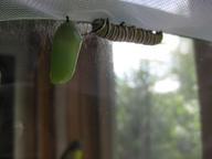 caterpillar considering hanging a chrysalis next to the first, 29 July 2022