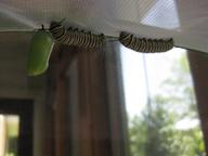 two caterpillars considering hanging a chrysalis next to the first, 29 July 2022