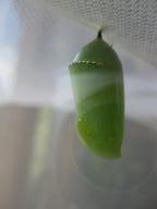 the first chrysalis, 29 July 2022