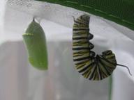 second caterpillar j-hanging close to first chrysalis, 29 July 2022