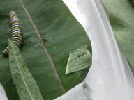 the newest hatchling with a nearby fifth instar caterpillar for comparison, 29 July 2022
