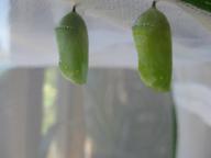 two chrysalides at top of nursery, 30 July 2022