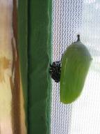 a third chrysalis along left side of nursery with shed skin still clinging, 30 July 2022