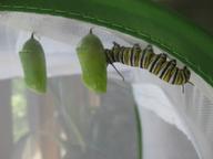 caterpillar considering hanging near the first two chrysalides, 30 July 2022