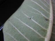 another newly-hatched monarch caterpillar, 31 July 2022