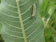 third-instar monarch larva on milkweed on north slope of Hospital Hill, 31 July 2022, at Northampton Dog Park