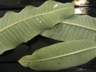 milkweed leaves with possible monarch eggs, 31 July 2022