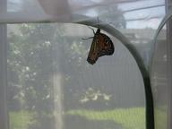 our first adult monarch butterfly, 6 August 2022