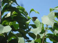our first adult monarch butterfly pausing in the upper branches of a pawpaw tree, 6 August 2022