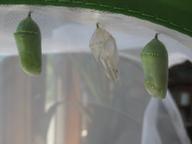 abandoned chrysalis from first butterfly, 6 August 2022