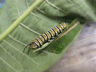 largest remaining monarch larva, probably fourth instar, 6 August 2022