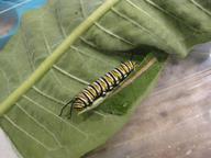 largest remaining monarch larva, probably fourth instar, 6 August 2022
