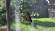 freshly eclosed adult female monarch flapping her wings to finish drying them, 7 August 2022