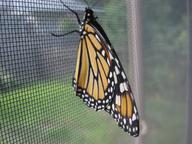 freshly eclosed adult female monarch butterfly, 7 August 2022