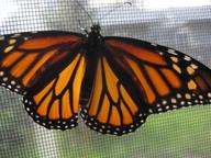 freshly eclosed adult female monarch butterfly, 7 August 2022