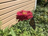 new adult female monarch on zinnia, 7 August 2022