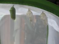chrysalis for a fourth monarch next to two vacated ones, 7 August 2022