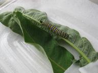 largest remaining monarch larva, now fifth instar, 7 August 2022