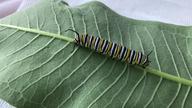 largest remaining monarch larva, now fifth instar, 7 August 2022