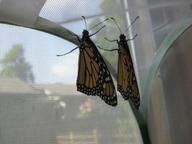 newly eclosed adult monarchs (fourth and fifth, one female, one male) drying their wings, 8 August 2022