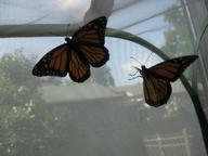 newly eclosed adult monarchs (fourth and fifth, one female, one male) drying their wings, 8 August 2022