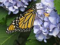 adult male monarch resting on hydrangea, 8 August 2022