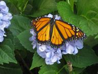 adult male monarch resting on hydrangea, 8 August 2022