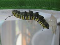 largest remaining monarch larva seeking a place to pupate, 8 August 2022