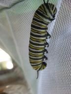 fifth-instar caterpillar seeking a place to pupate, 8 August 2022