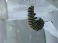 fifth-instar caterpillar j-hanging, 8 August 2022