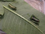 caterpillars, apparently around third instar, 9 August 2022