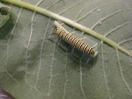 caterpillar, apparently around third instar, 9 August 2022