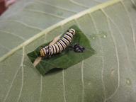 one of the remaining three caterpillars that has just molted, 9 August 2022