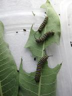 three hungry caterpillars, 12 August 2022