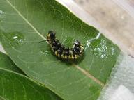 littlest caterpillar seems distressed, 13 August 2022