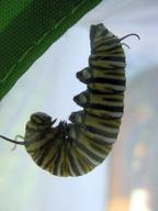 caterpillar j-hanging, 15 August 2022