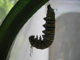j-hanging caterpillar preparing to shed skin, 15 August 2022