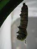 j-hanging caterpillar beginning to split skin to reveal chrysalis, 15 August 2022